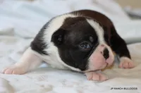 Venus, a female Boston Terrier for sale in Dallas, TX – 2 of 10