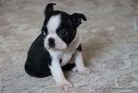 Minnie, a female Boston Terrier for sale in Dallas, TX – 8 of 10