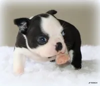 Charlie, a female Boston Terrier for sale in Dallas, TX – 4 of 10