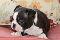 Ginger, a female Boston Terrier for sale in Dallas, TX – 7 of 9
