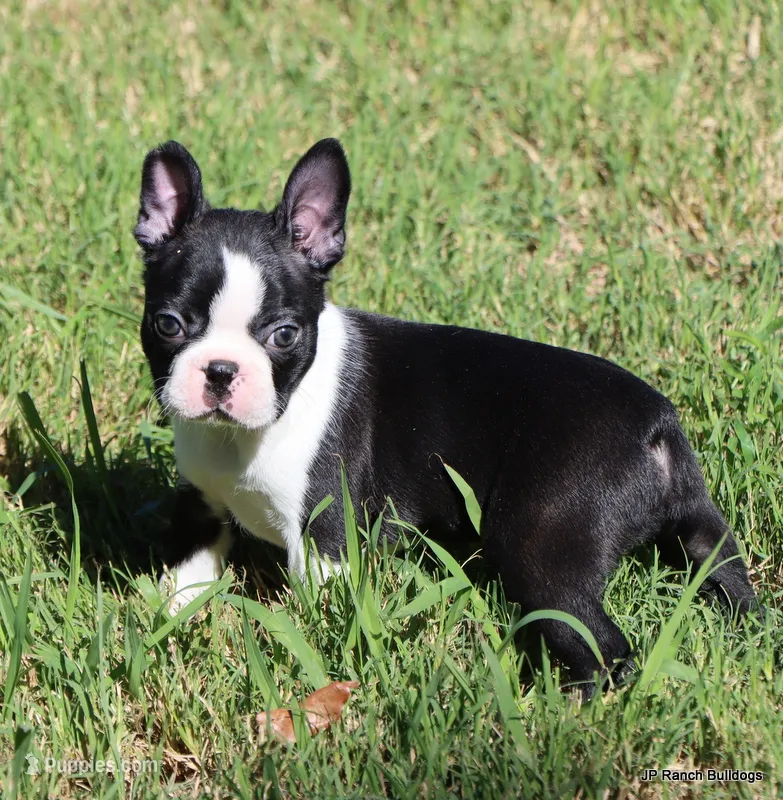 Elliot – Boston Terrier puppy for sale in Dallas, TX