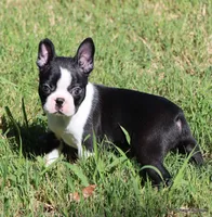 Elliot, a male Boston Terrier for sale in Dallas, TX – 1 of 9