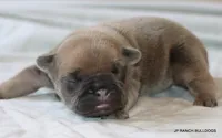 Bonnie, a female French Bulldog for sale in Dallas, TX – 6 of 10