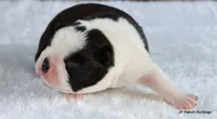Marshall, a male Boston Terrier for sale in Dallas, TX – 3 of 10