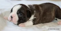 Lydia, a female Boston Terrier for sale in Dallas, TX – 4 of 9