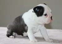 Lia, a female Boston Terrier for sale in Dallas, TX – 5 of 10