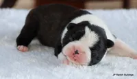 Elliot, a male Boston Terrier for sale in Dallas, TX – 1 of 10