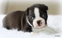 Ace, a male Boston Terrier for sale in Dallas, TX – 8 of 10