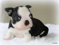 Charlie, a female Boston Terrier for sale in Dallas, TX – 1 of 10