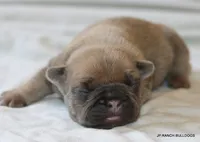Bonnie, a female French Bulldog for sale in Dallas, TX – 8 of 10