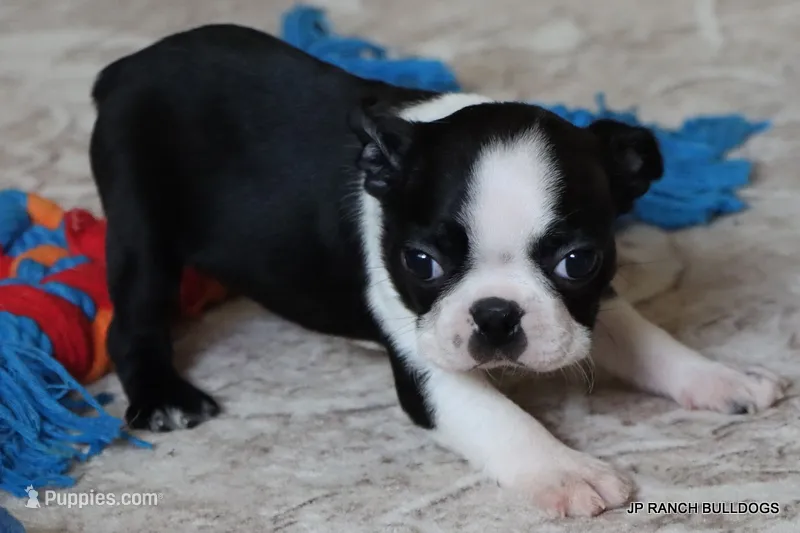 Minnie – Boston Terrier puppy for sale in Dallas, TX