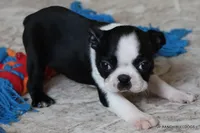 Minnie, a female Boston Terrier for sale in Dallas, TX – 1 of 10
