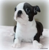 Ruthie, a female Boston Terrier for sale in Dallas, TX – 7 of 10