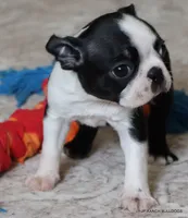 Minnie, a female Boston Terrier for sale in Dallas, TX – 3 of 10
