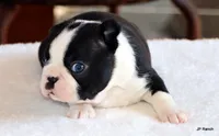 Davy, a male Boston Terrier for sale in Dallas, TX – 2 of 10