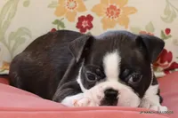 Ginger, a female Boston Terrier for sale in Dallas, TX – 9 of 9