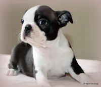 Ruthie, a female Boston Terrier for sale in Dallas, TX – 10 of 10