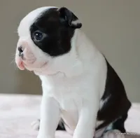 Lia, a female Boston Terrier for sale in Dallas, TX – 8 of 10