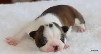 Angel, a female Boston Terrier for sale in Dallas, TX – 2 of 10