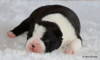 Elliot, a male Boston Terrier for sale in Dallas, TX – 8 of 10