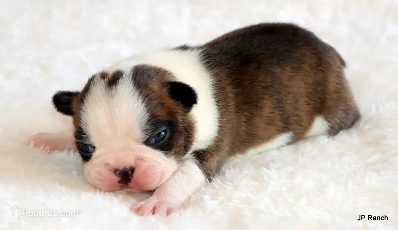 Angel – Boston Terrier puppy for sale in Dallas, TX