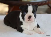 Davy, a male Boston Terrier for sale in Dallas, TX – 3 of 10