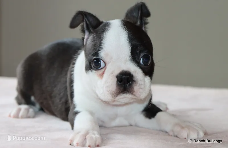 Ruthie – Boston Terrier puppy for sale in Dallas, TX