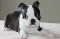 Ruthie, a female Boston Terrier for sale in Dallas, TX – 1 of 10