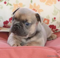 Honey, a female French Bulldog for sale in Dallas, TX – 5 of 10