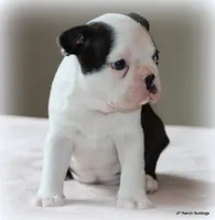 Lia, a female Boston Terrier for sale in Dallas, TX – 3 of 10