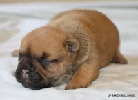 Sassy, a female French Bulldog for sale in Dallas, TX – 9 of 10