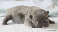 Nelly, a female French Bulldog for sale in Dallas, TX – 3 of 10