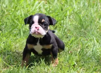 Lilly, a female English Bulldog for sale in Dallas, TX – 3 of 10