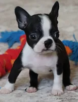 Kiki, a female Boston Terrier for sale in Dallas, TX – 4 of 10
