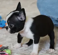 Kiki, a female Boston Terrier for sale in Dallas, TX – 6 of 10