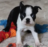 Minnie, a female Boston Terrier for sale in Dallas, TX – 6 of 10