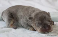 Nielson, a male French Bulldog for sale in Dallas, TX – 3 of 10