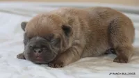 Honey, a female French Bulldog for sale in Dallas, TX – 10 of 10