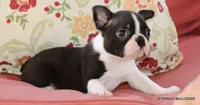 Venus, a female Boston Terrier for sale in Dallas, TX – 3 of 10