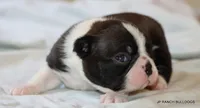 Venus, a female Boston Terrier for sale in Dallas, TX – 9 of 10