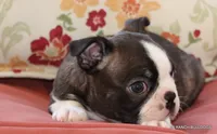 Lydia, a female Boston Terrier for sale in Dallas, TX – 8 of 9