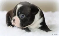 Mo, a male Boston Terrier for sale in Dallas, TX – 2 of 9