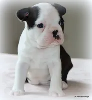 Lia, a female Boston Terrier for sale in Dallas, TX – 9 of 10
