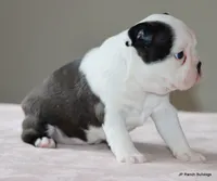 Lia, a female Boston Terrier for sale in Dallas, TX – 7 of 10