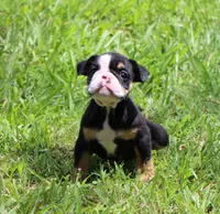 Lilly, a female English Bulldog for sale in Dallas, TX – 9 of 10