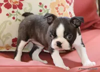 Lydia, a female Boston Terrier for sale in Dallas, TX – 9 of 9