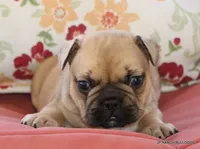 Chipper, a male French Bulldog for sale in Dallas, TX – 5 of 10