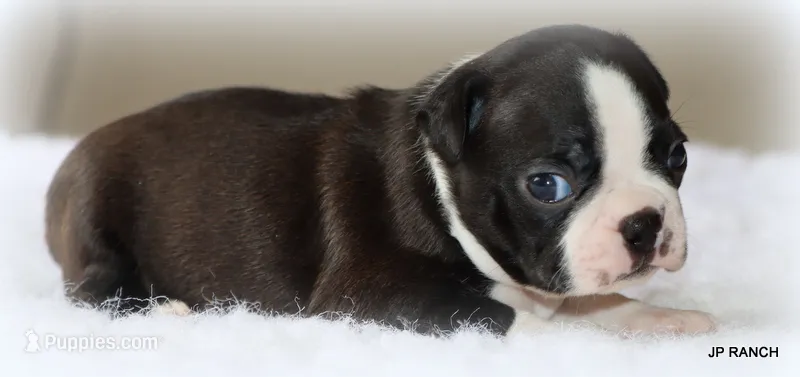 Ace – Boston Terrier puppy for sale in Dallas, TX