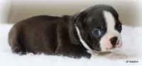 Ace, a male Boston Terrier for sale in Dallas, TX – 1 of 10