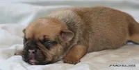 Chipper, a male French Bulldog for sale in Dallas, TX – 10 of 10